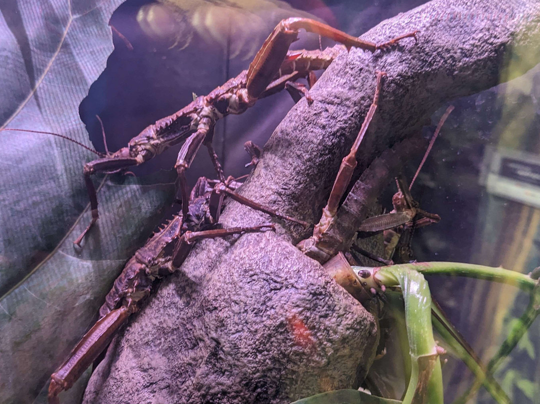 Butterfly Biosphere-李海必去景点