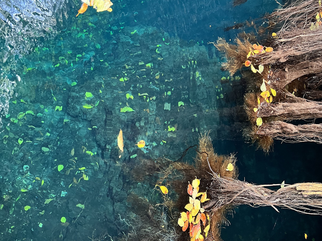 Experiencia Privada en Cenote Exclusivo景点图片