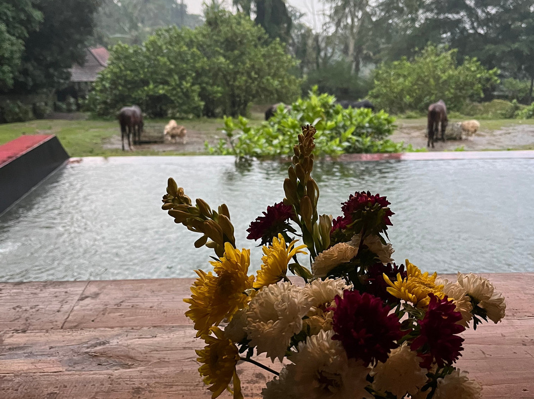 Havana Horses-沙拉迪加必去景点