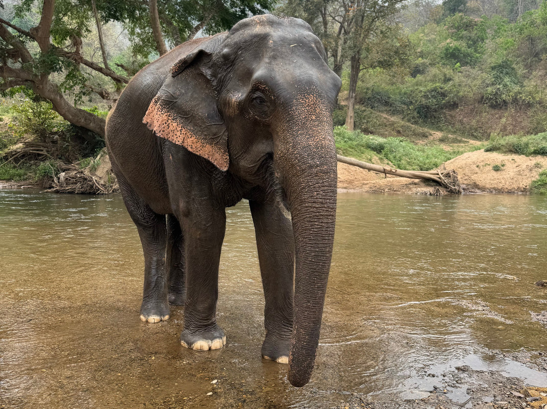 New Elephant Home-Kuet Chang必去景点