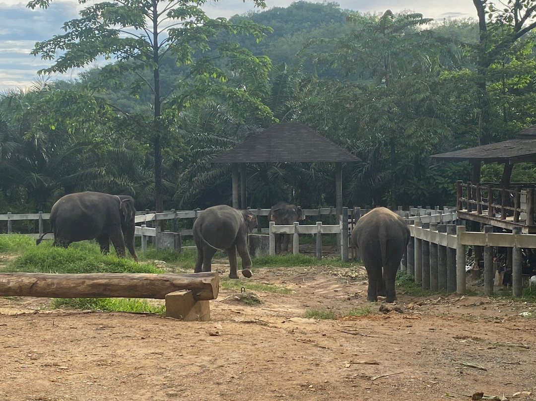 Phang Nga Elephant Park-攀牙必去景点