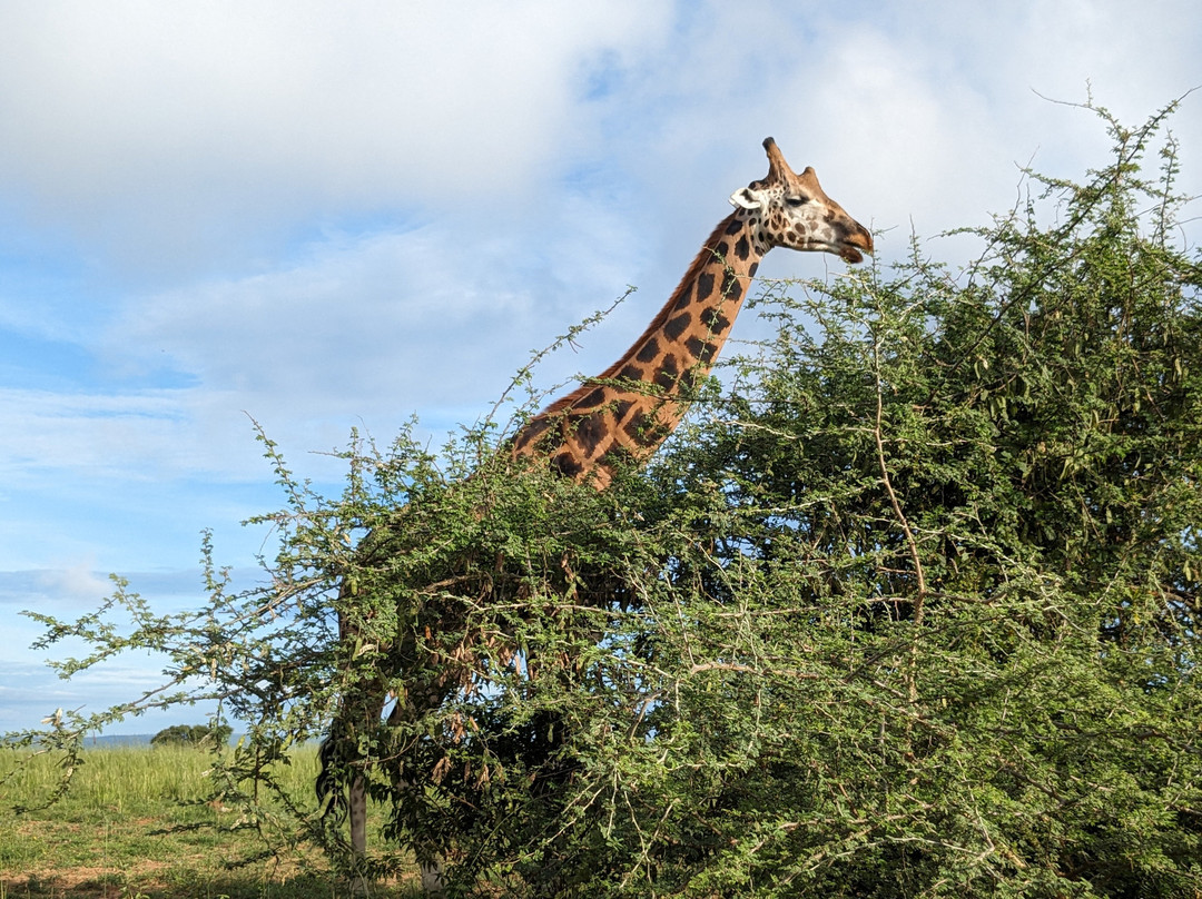 Muyaayu Wild Safaris-Mpigi必去景点
