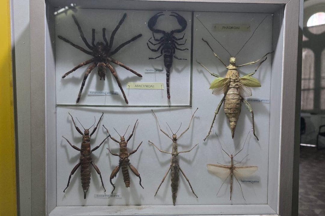 Natural History Museum-路易士港必去景点