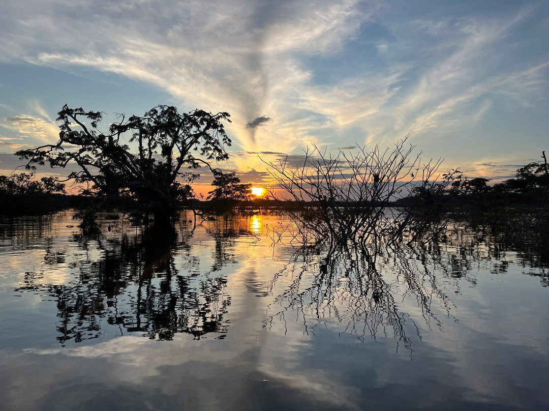 Dracaena Explorations