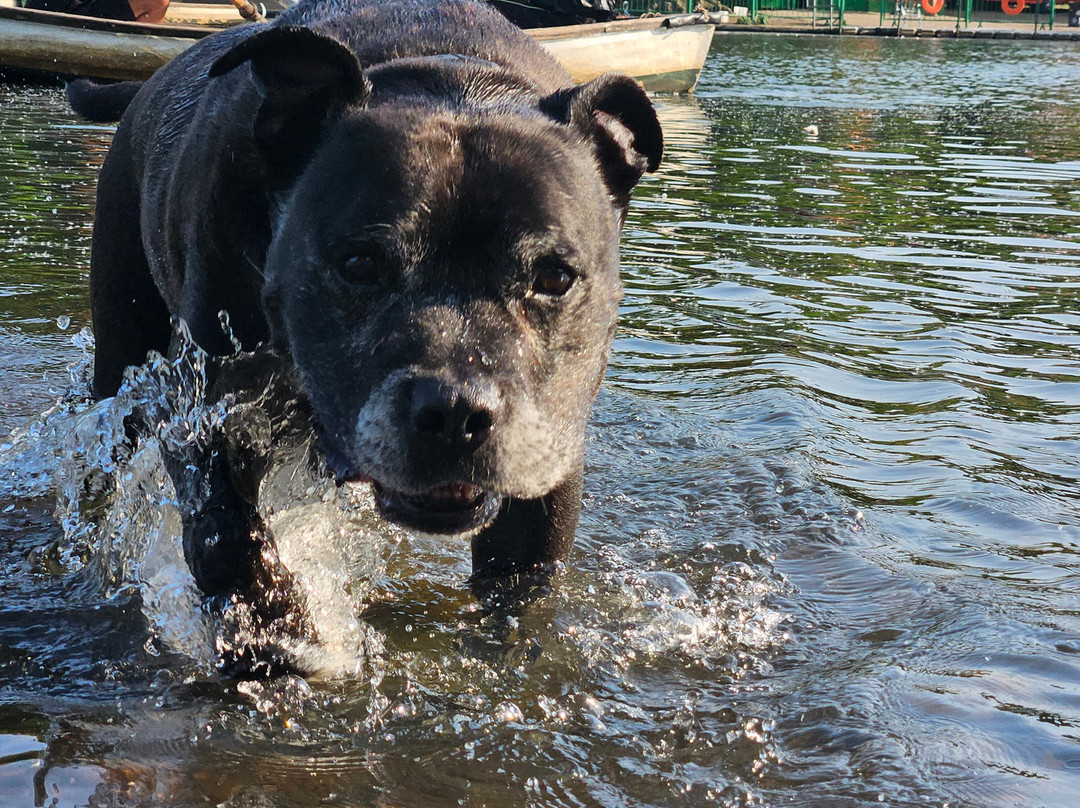 Hollow Ponds Rowing Boat Hire-伦敦必去景点
