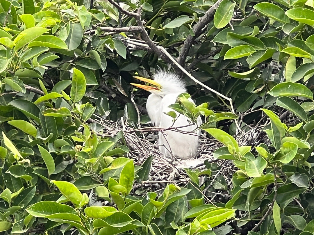 Wakodahatchee Wetlands-德拉海滩必去景点