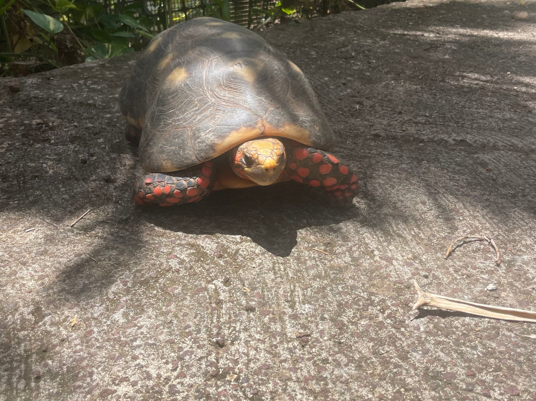 Palm Tree Gardens Botanical Garden-Saint David's必去景点