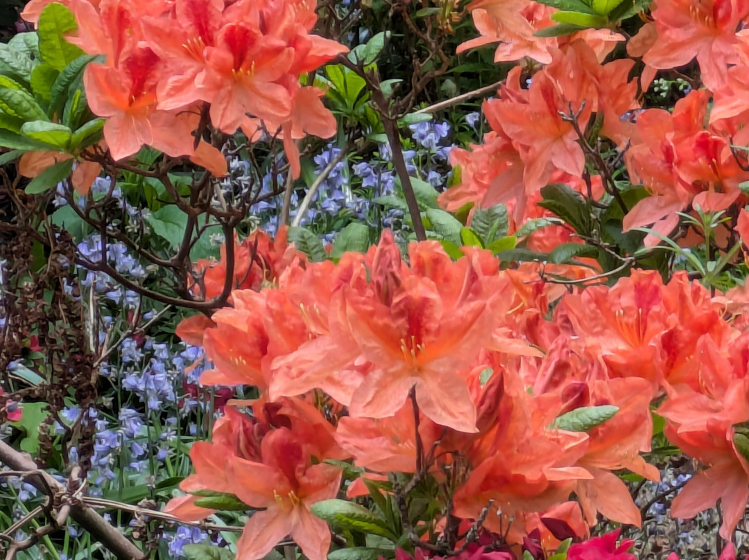 Coy Pond Gardens-普尔必去景点