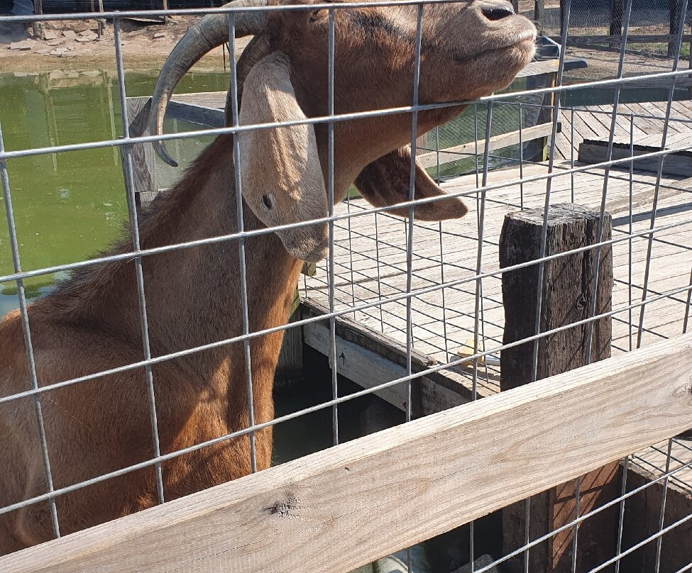 Gator Country-博蒙特必去景点