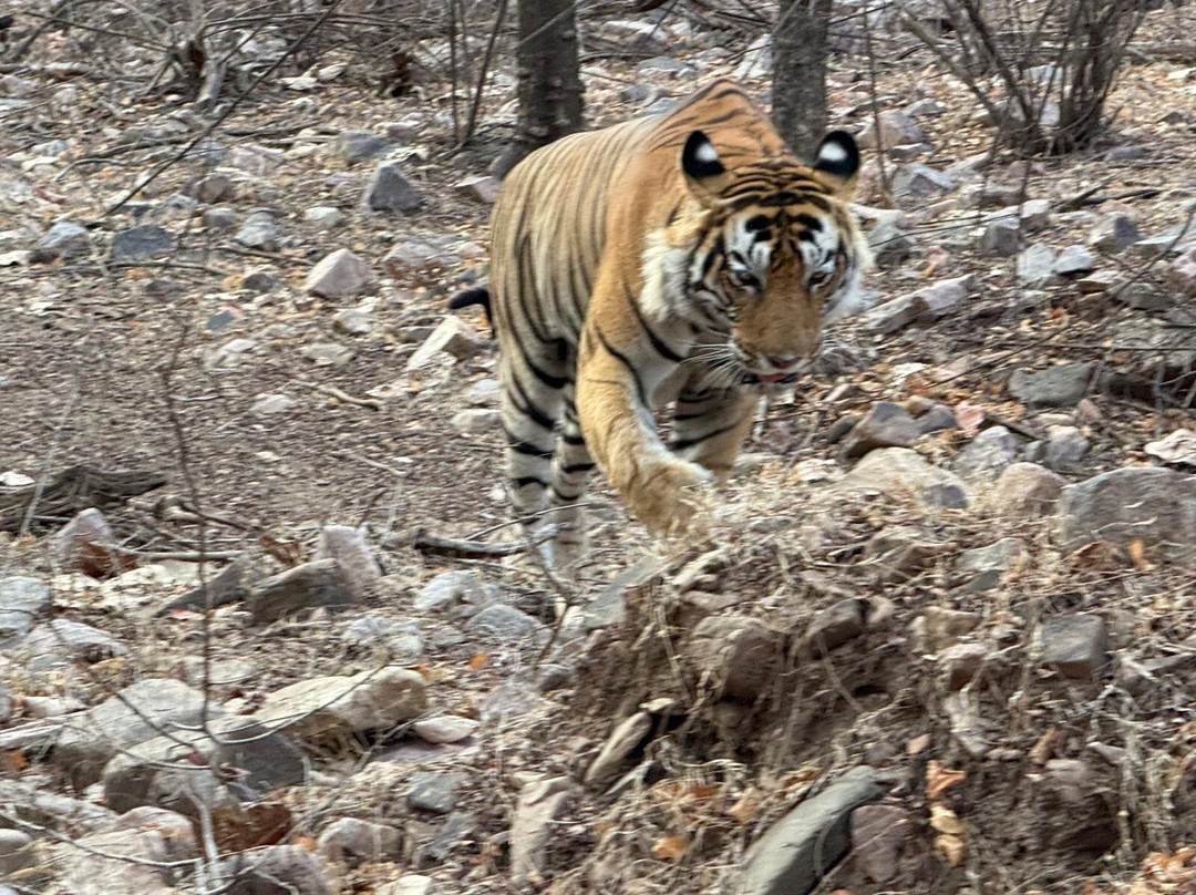 Ranthambhore Tiger Reserve景点图片