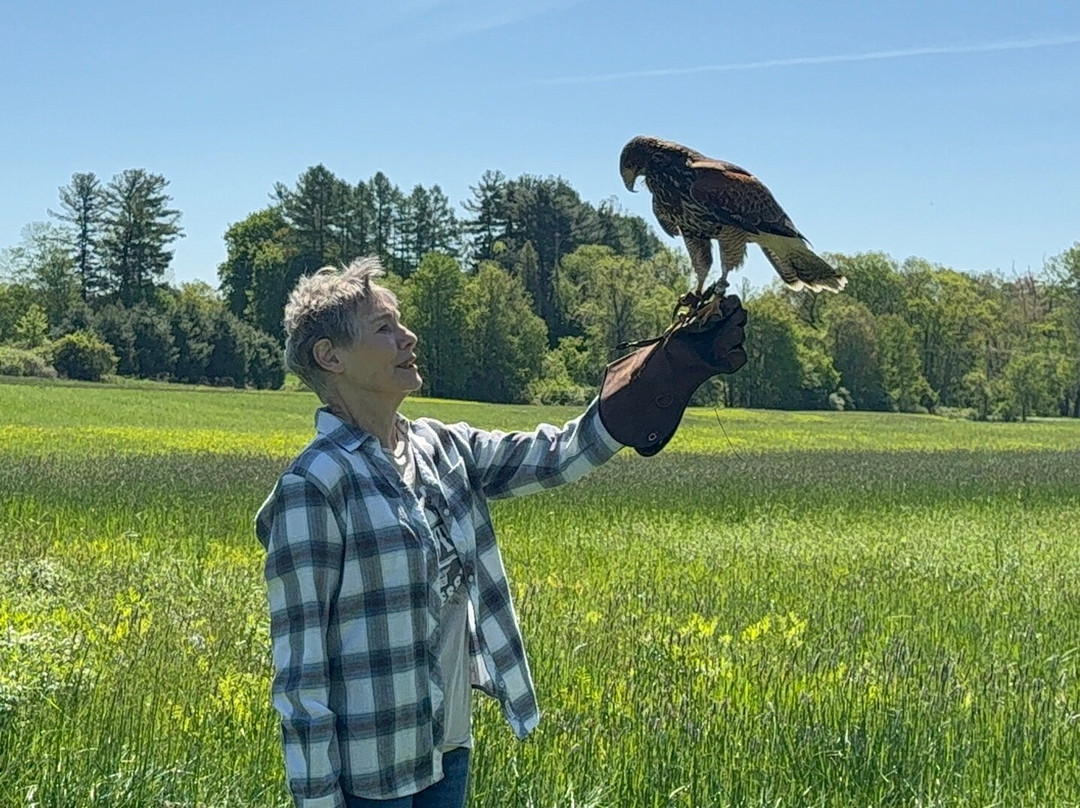 New England Falconry景点图片