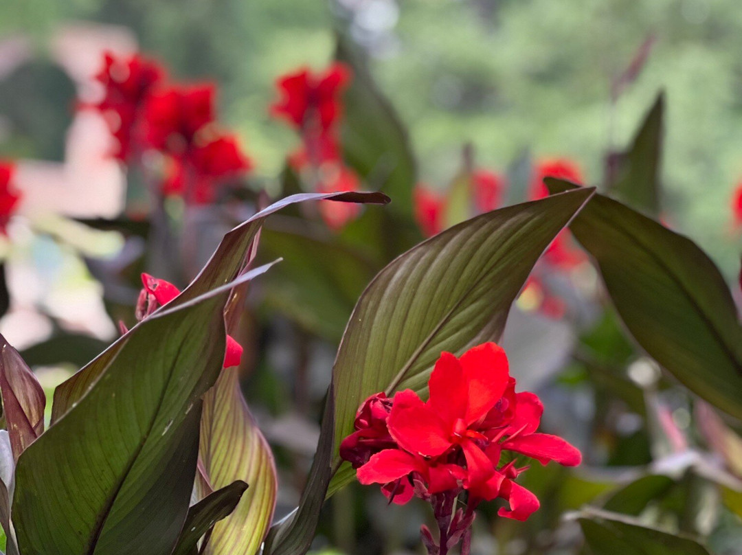 Zilker Botanical Garden-奥斯丁必去景点