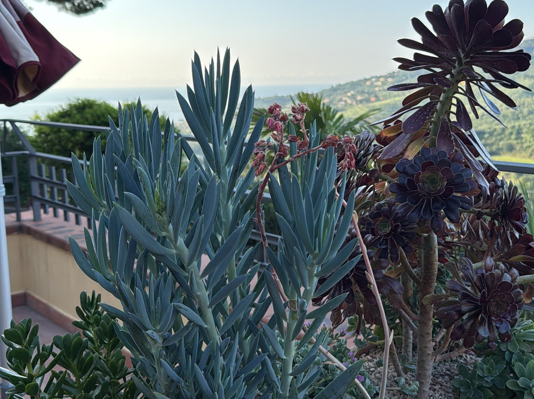 Hotel Liliana Diano Marina主图