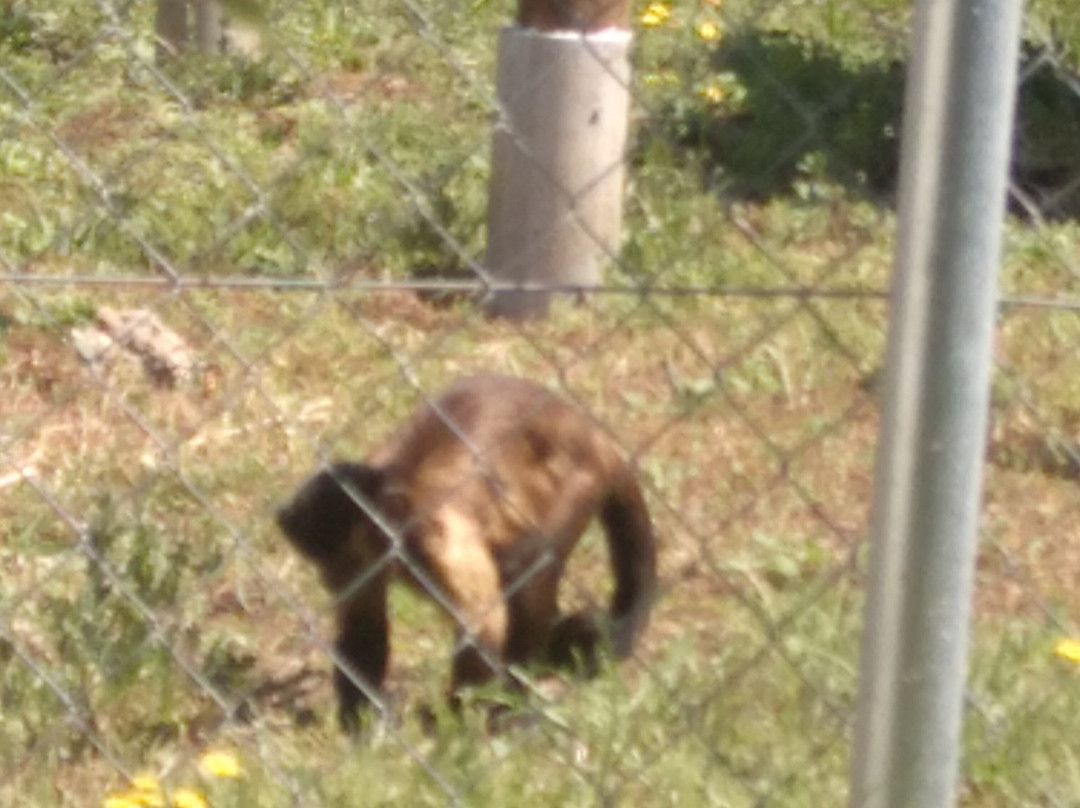 Centro De Rescate Y Recuperación De Primates Rainfer景点图片