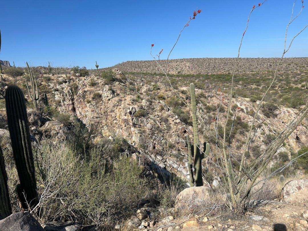 Catalina State Park-图森必去景点