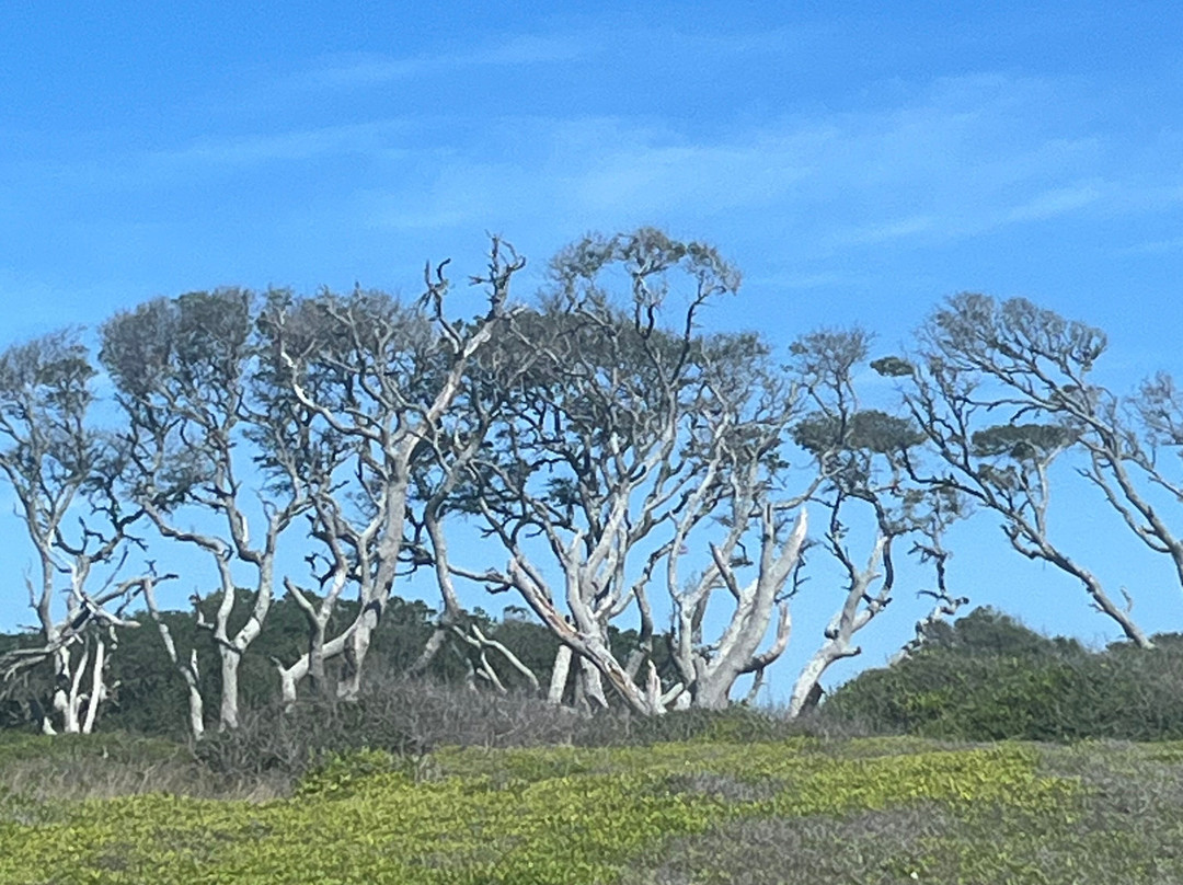 Carolina Beach Boardwalk景点图片