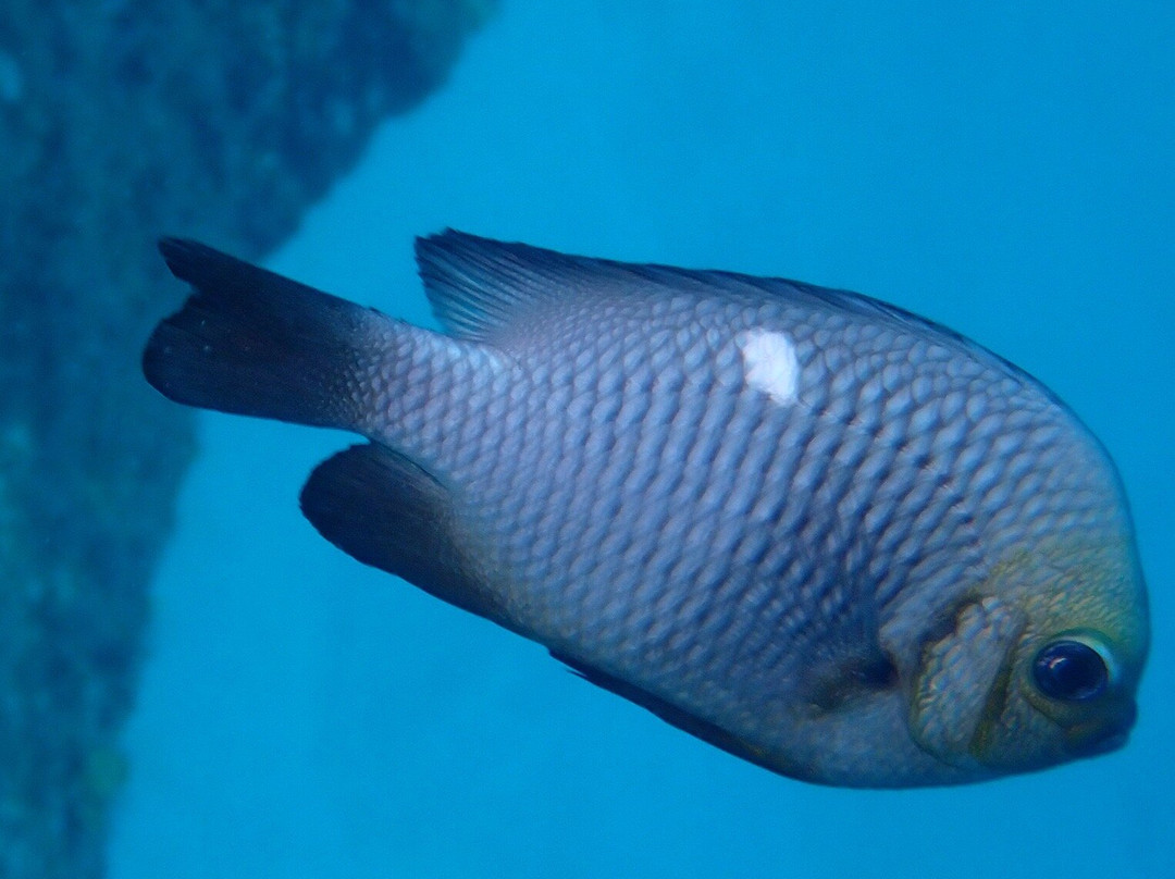 Dodo Divers Mauritius-卡罗迪勒必去景点