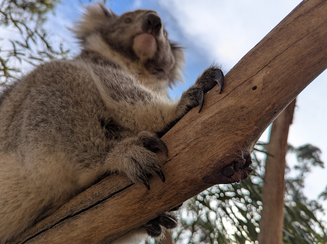 Warrnambool Wildlife Encounters