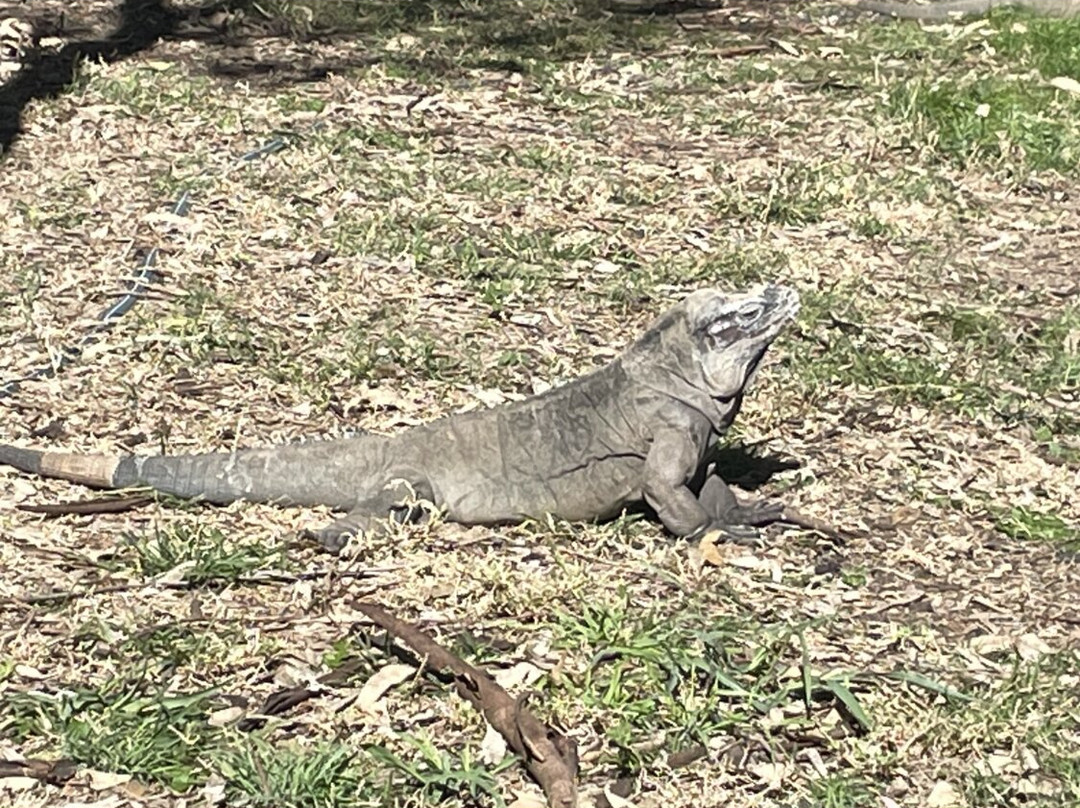 Darling Downs Zoo景点图片