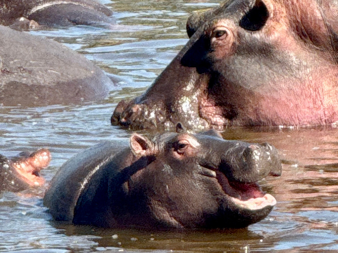 Wapo Africa Safaris Ltd-阿鲁沙必去景点