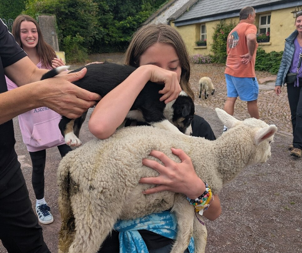 West Kerry Sheep Dog Demonstrations-凯里郡必去景点