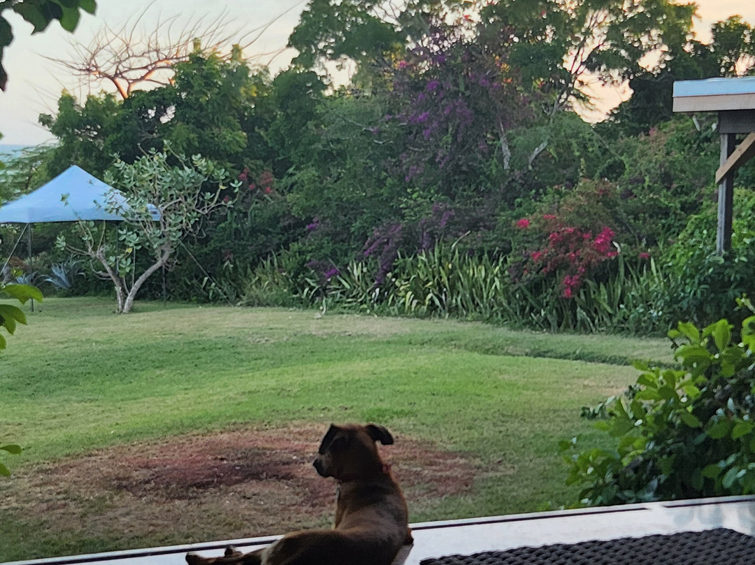 MycoMeditations Psilocybin-Assisted Retreats-瑰宝滩必去景点