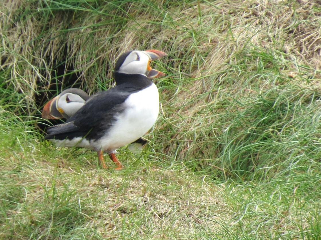 McCarthy's Party - Day Tours-圣约翰必去景点