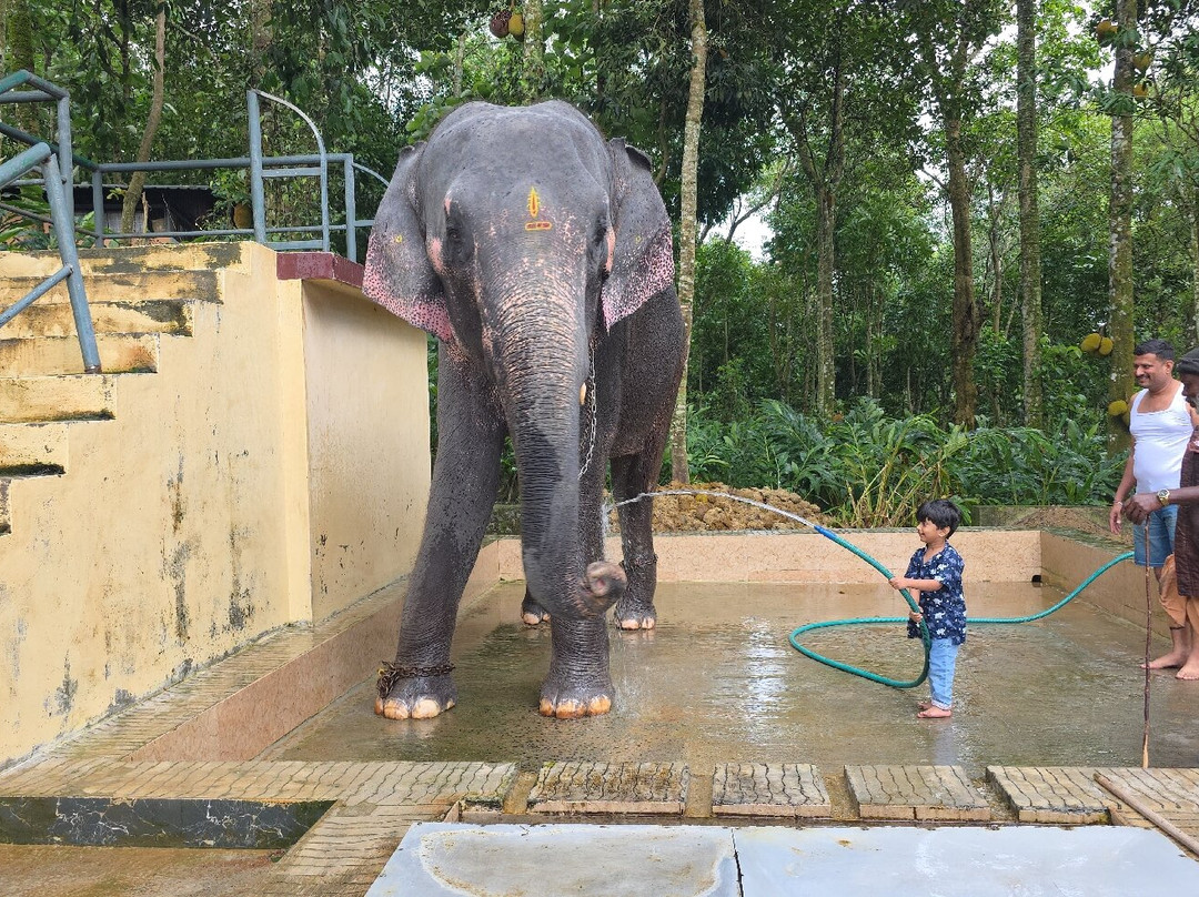 Kalpavanam Elephant Park-帖可迪必去景点