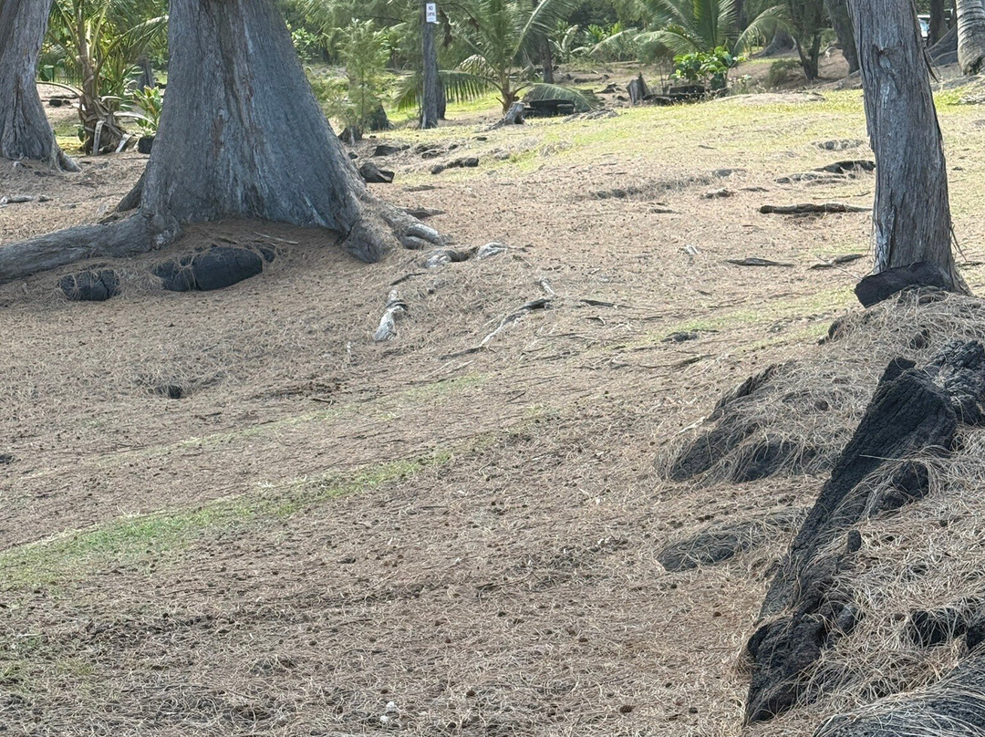 MacKenzie State Park-夏威夷大岛必去景点