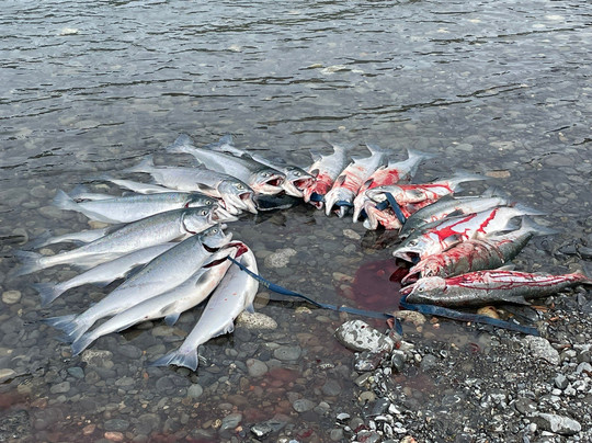 Fishology Alaska-索尔多特纳必去景点