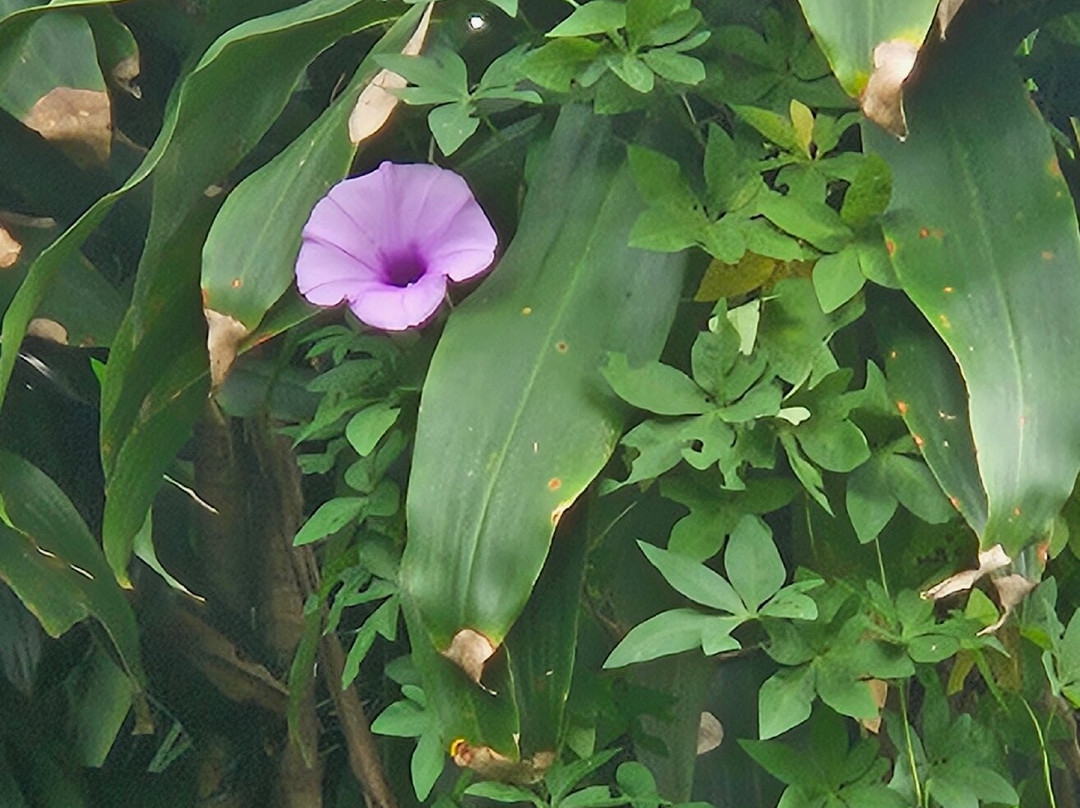 El Arca Jardín Botánico-Santa Barbara必去景点