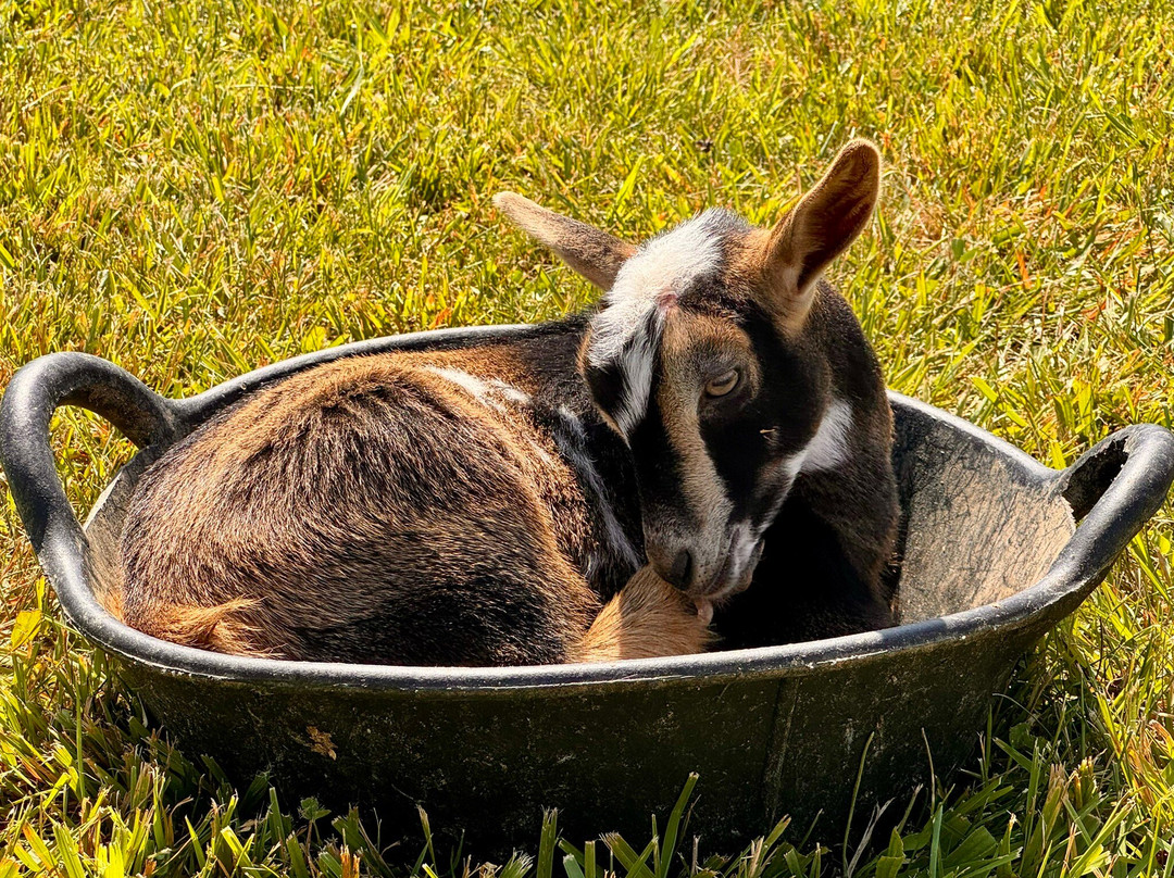 Asheville Wellness Tours-阿什维尔必去景点