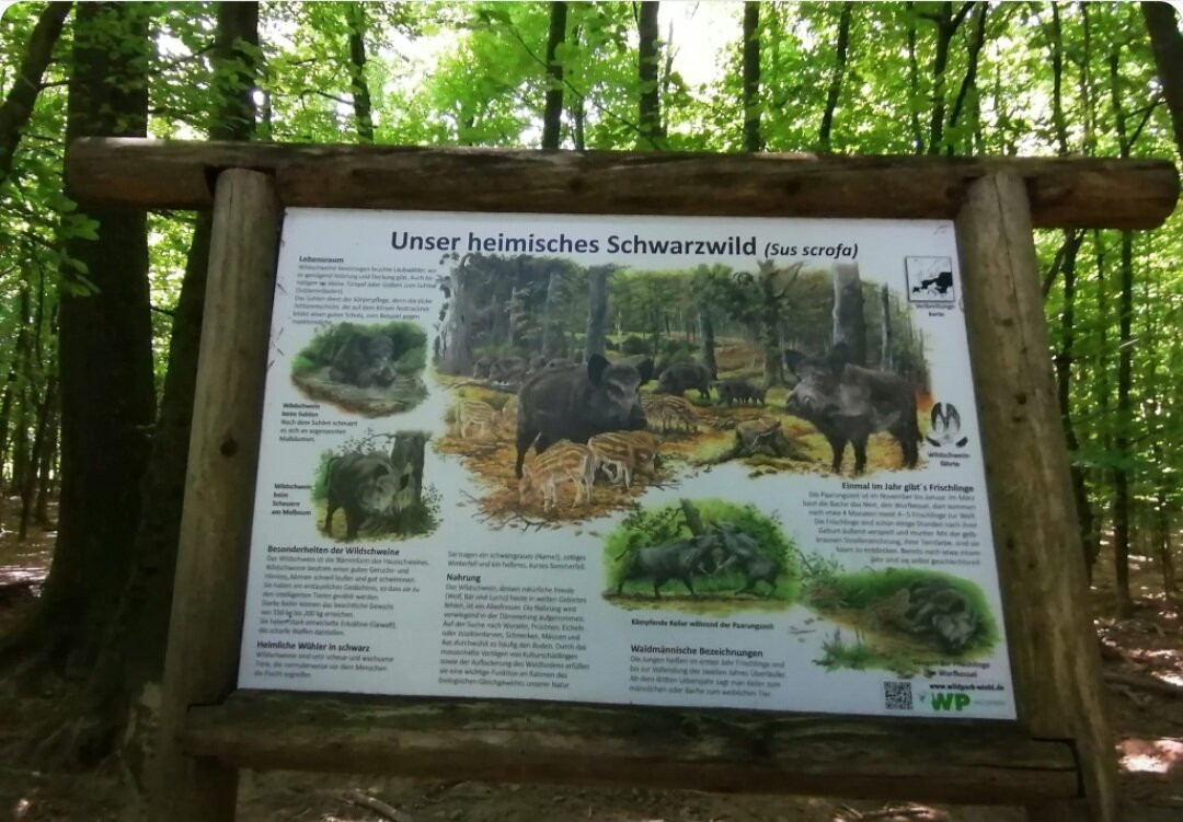 Wildpark Wiehl-Wiehl必去景点