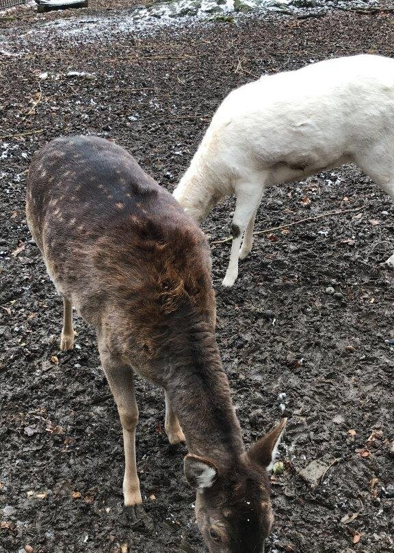 Animal enclosure at the Schwanenteich-米特韦达必去景点