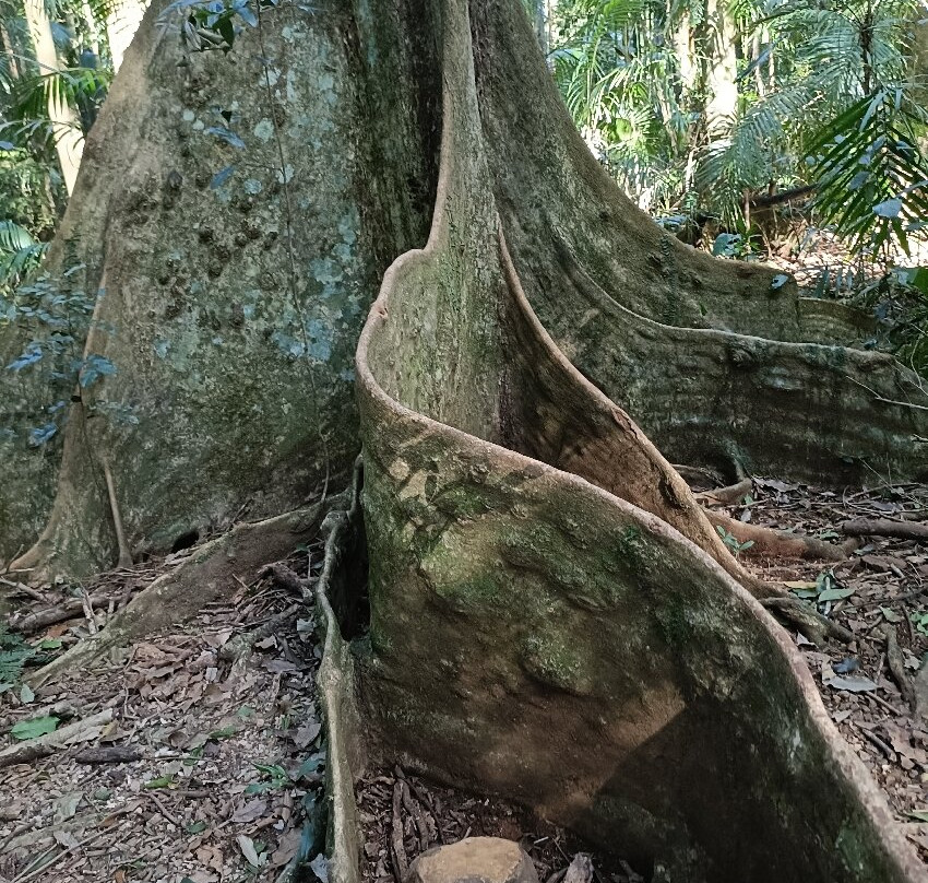 Mary Cairncross Scenic Reserve-马莱尼必去景点