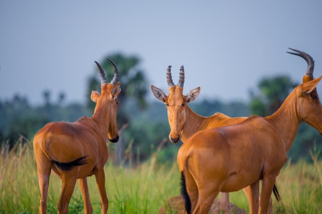 Northern Nature Safaris-Gulu必去景点