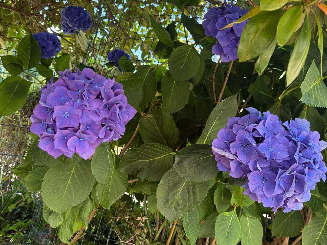 Villa Des Fleurs D'Ajoncs主图