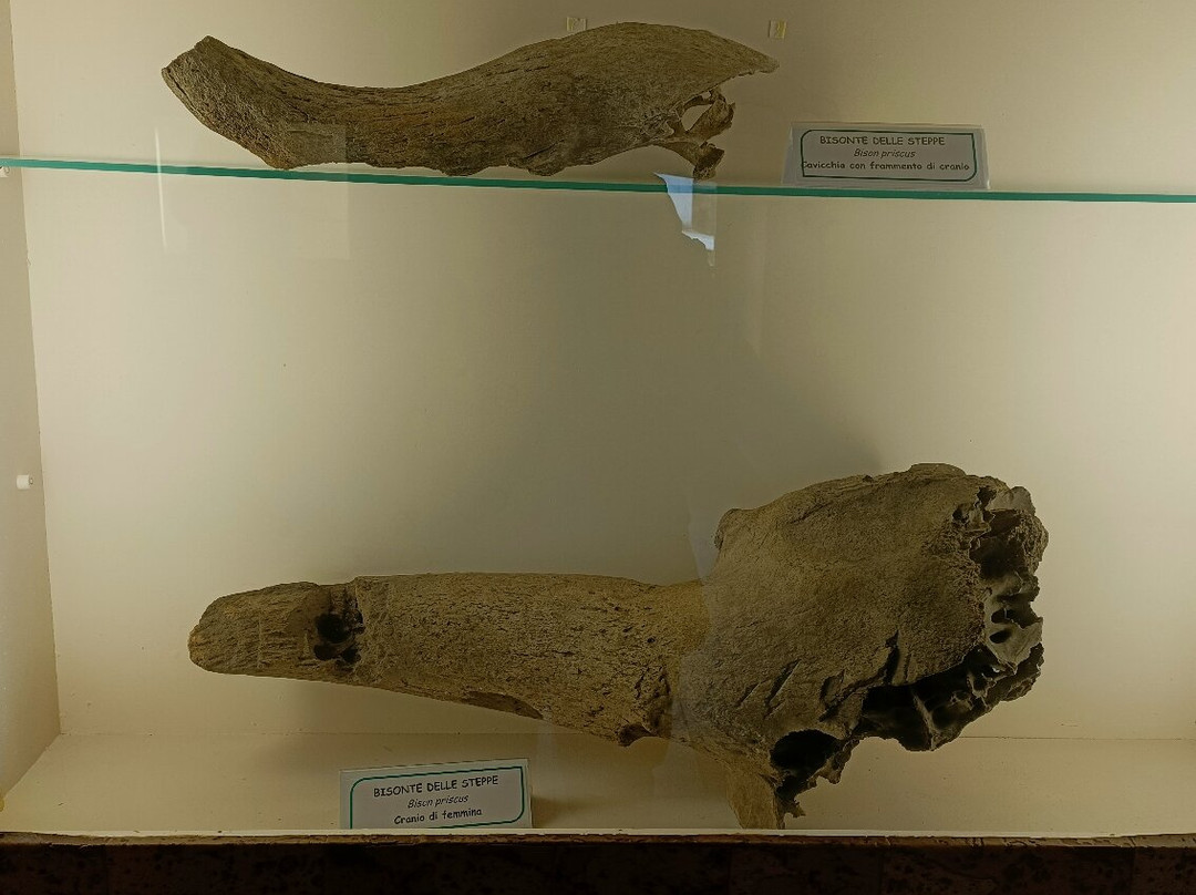 Museo Paleontologico E Archeologico Virginio Caccia-San Colombano al Lambro必去景点