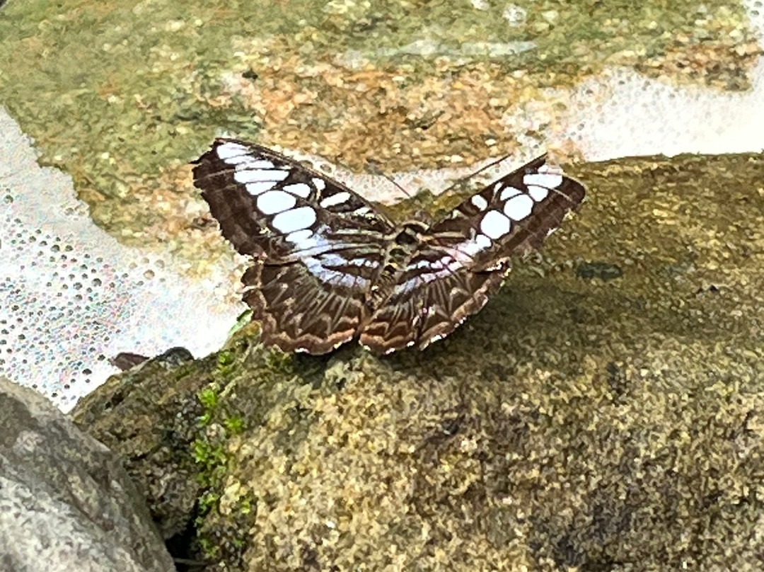 Butterfly House-Put in Bay必去景点