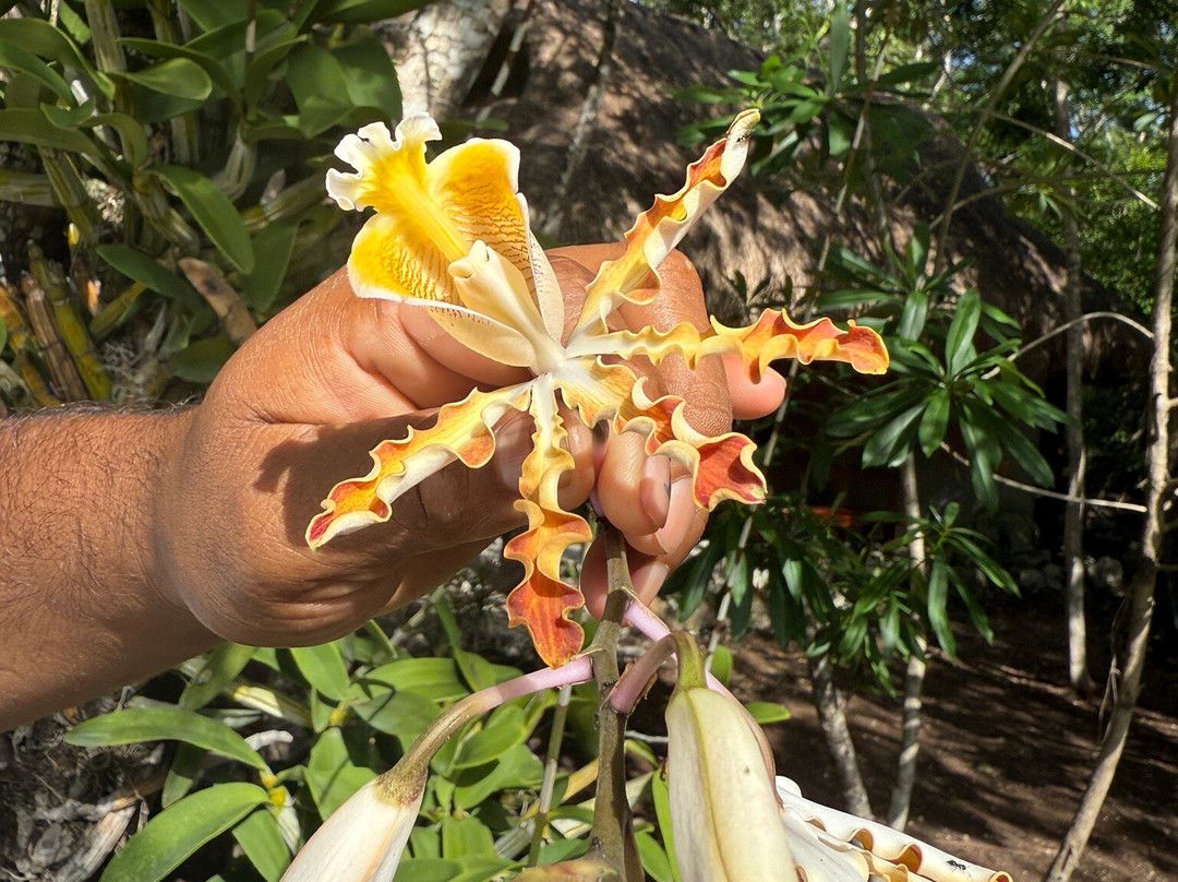 Mayan Bee Sanctuary-San Miguel de Cozumel必去景点