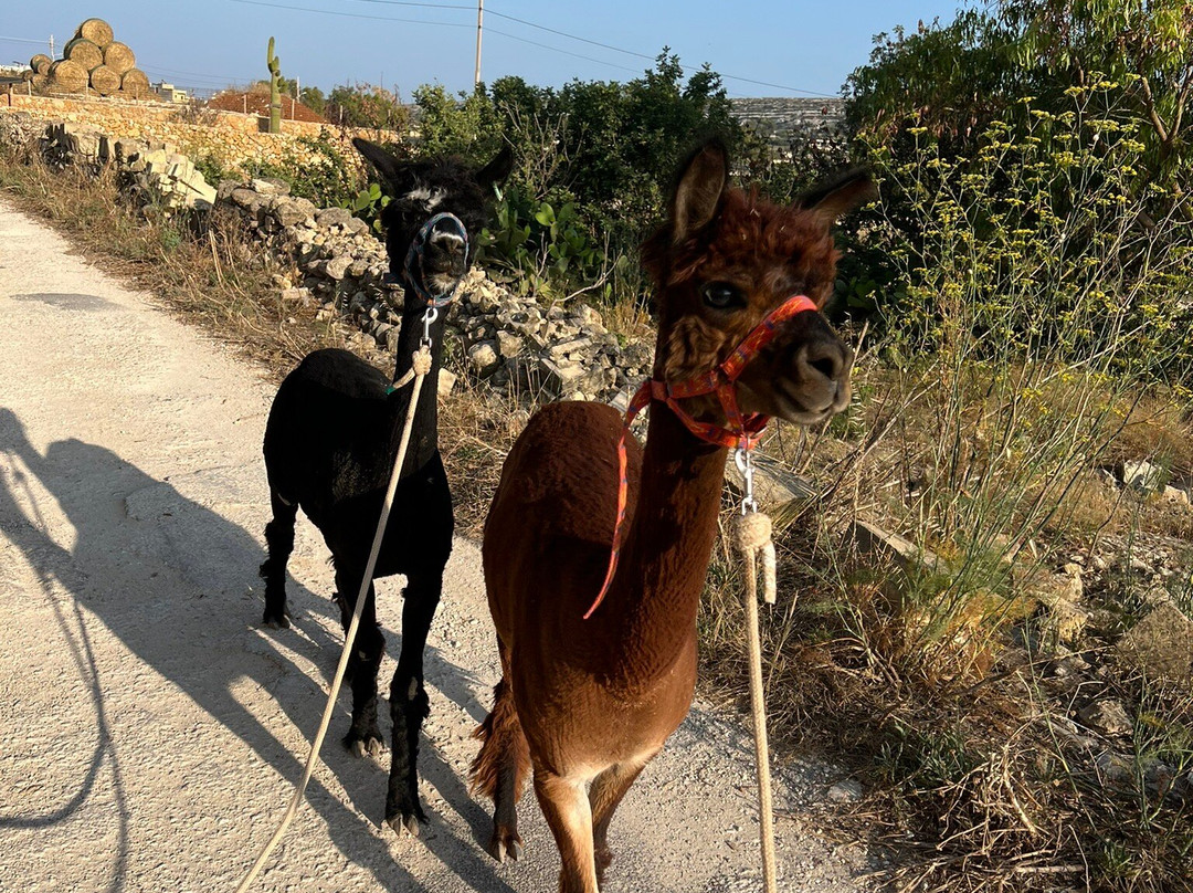 Gozo Alpaca Walks-Xewkija必去景点