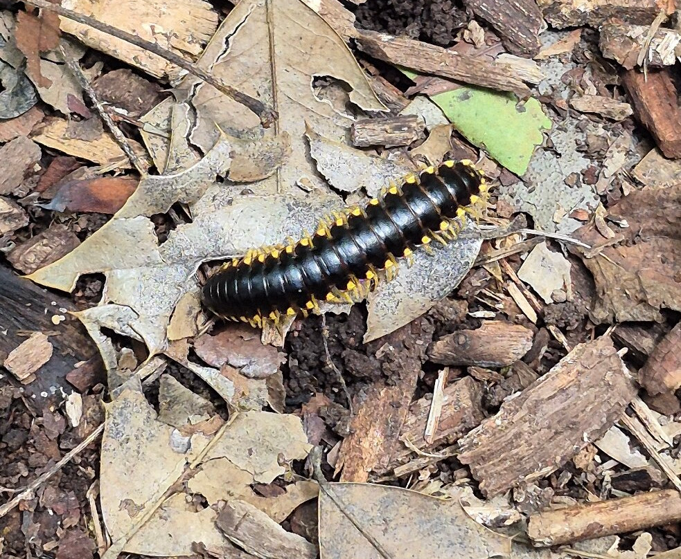 Hemlock Bluffs Nature Preserve-卡瑞必去景点