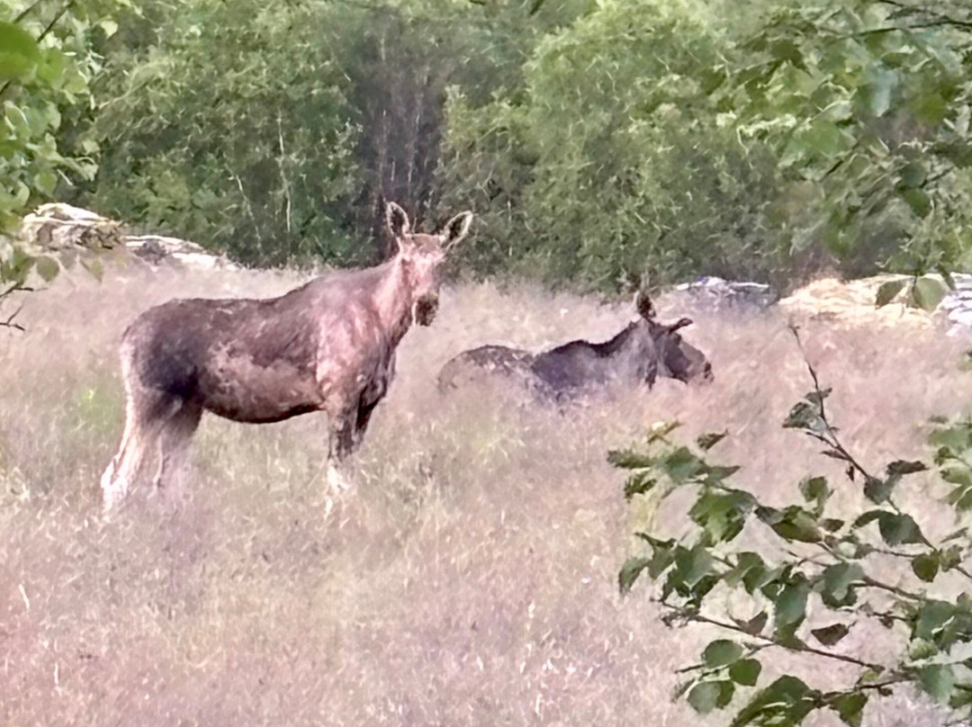 Vesterålen Tours-Sortland必去景点