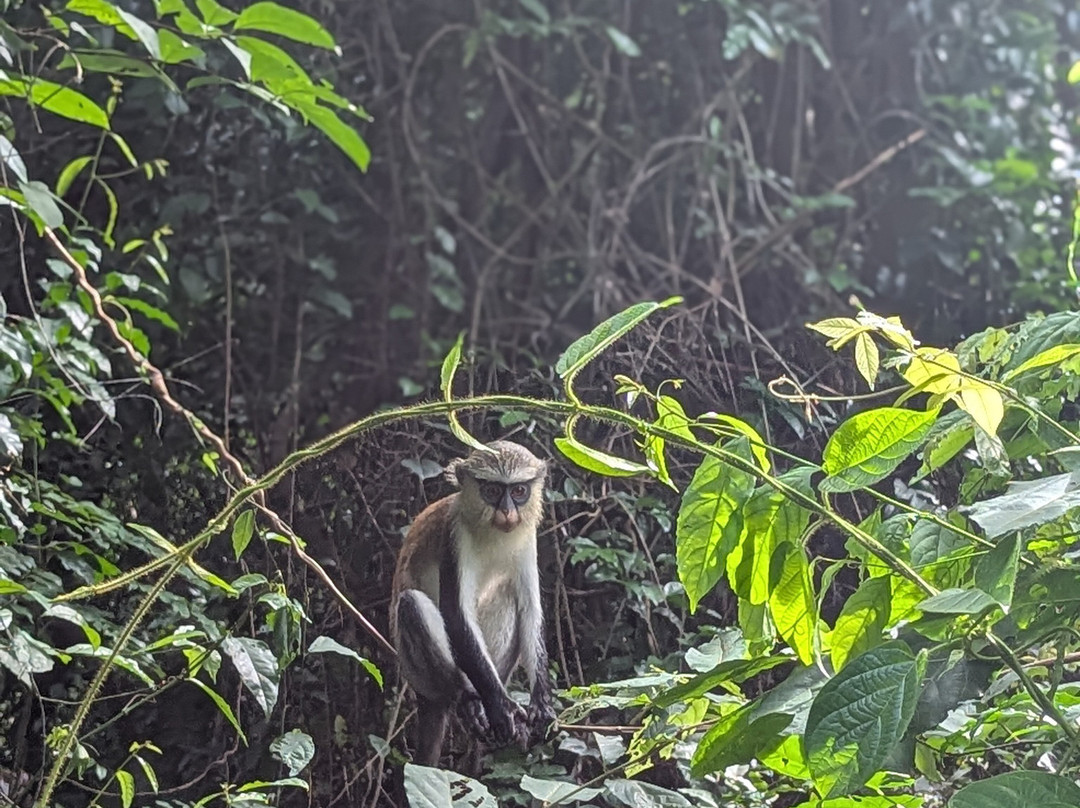 Tafi Atome Monkey Sanctuary And Cultural Village-Tafi Atome必去景点