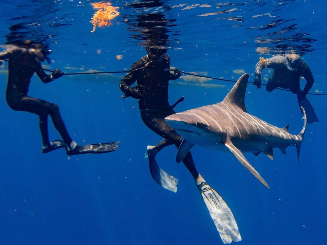 Shark Tours-朱庇特必去景点