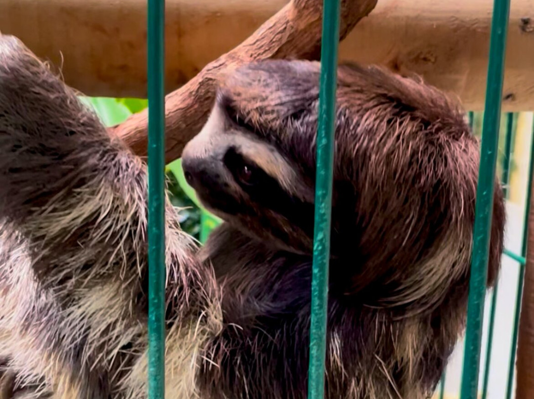 Sloth Sanctuary of Costa Rica-卡维塔必去景点