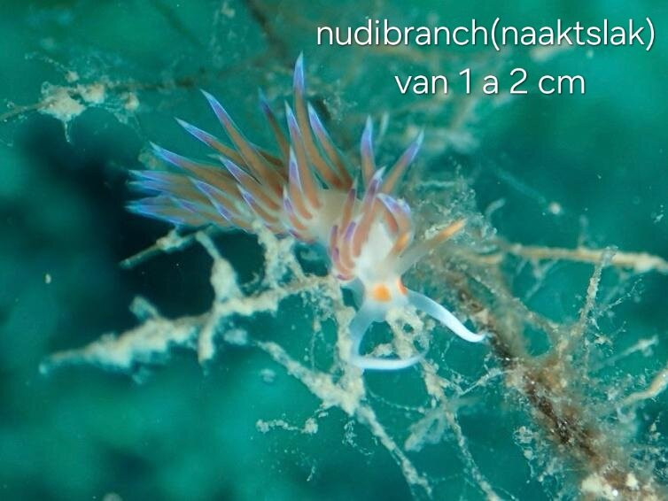 Lefkas Diving Centre-Nikiana必去景点