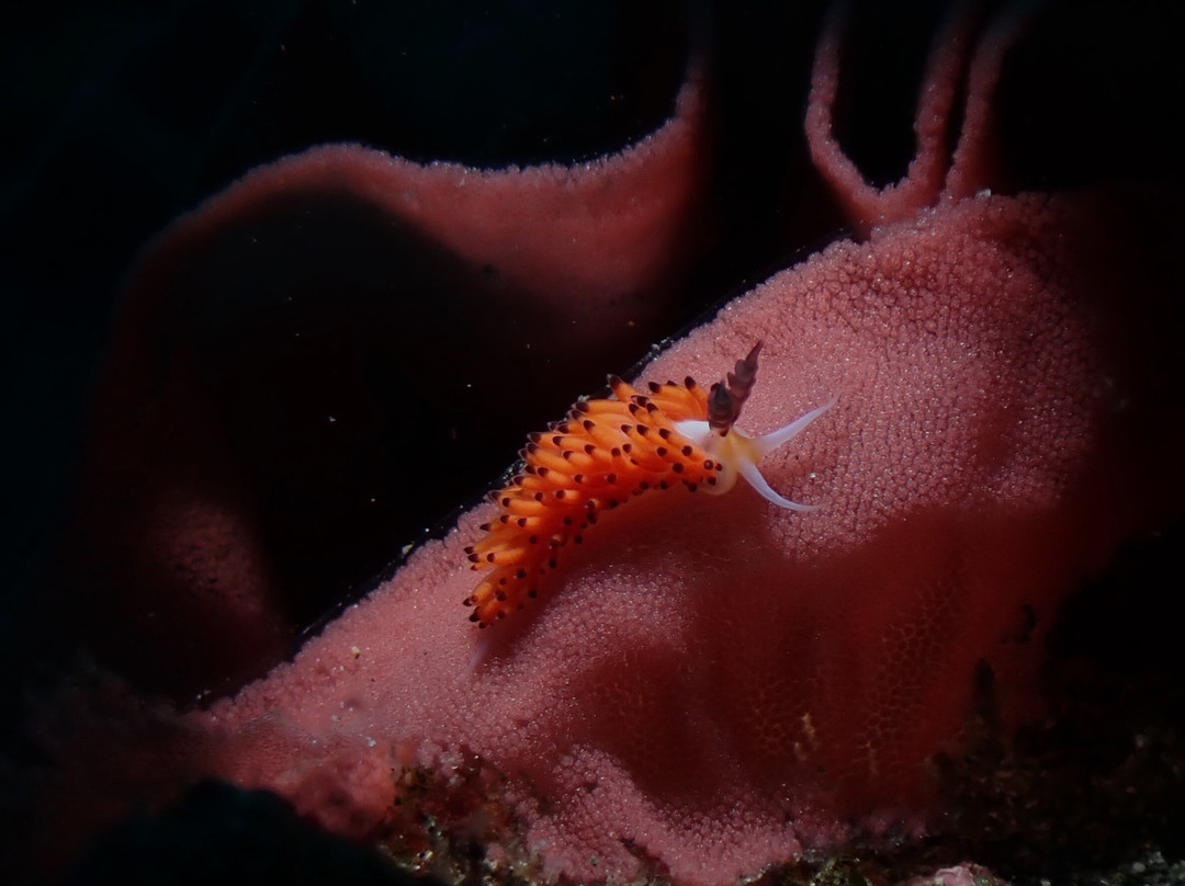 Widana Dive Service-八丹拜必去景点