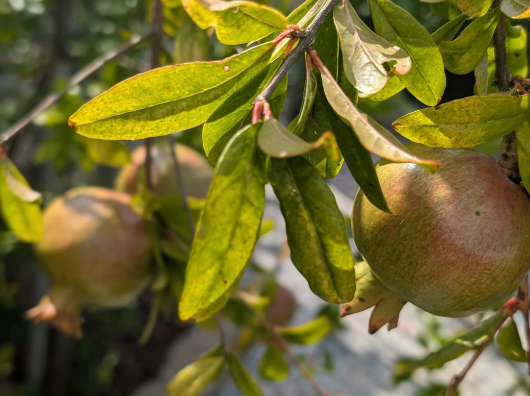 Ranch Aryen-Sutorina必去景点