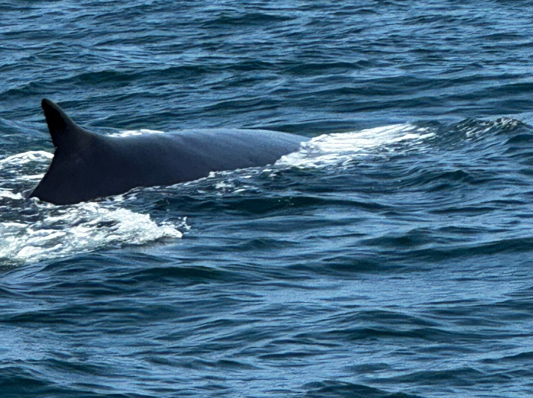 Dolphin Fleet Whale Watch-普罗温斯敦必去景点